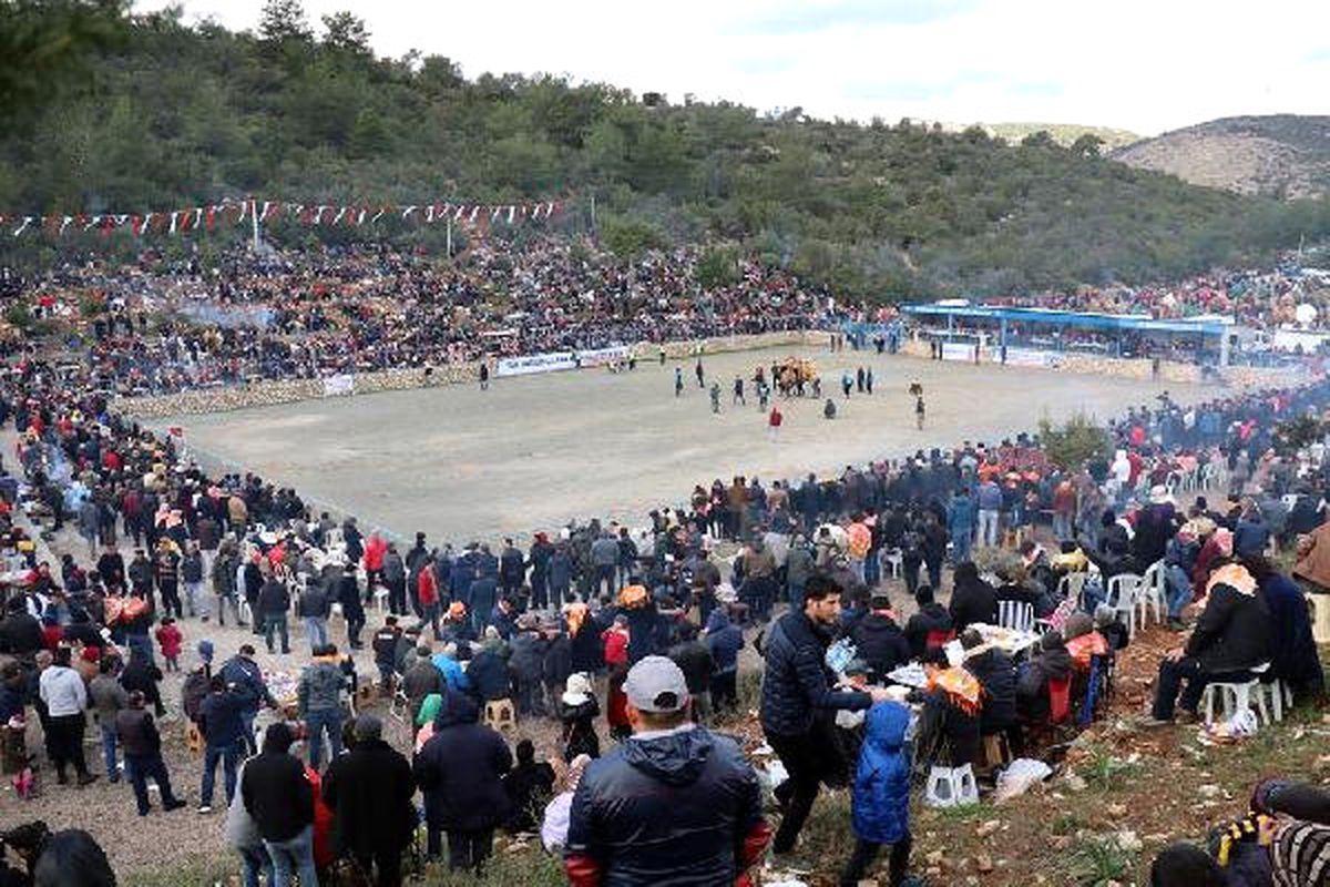 Bodrum\'da 150 Deveyle \'Güreş Festivali\'