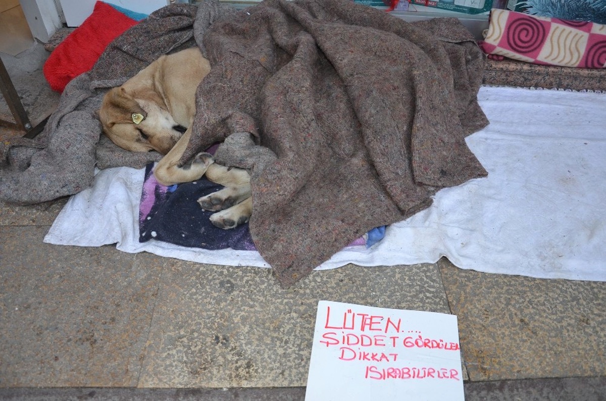 Köpekler Üşümesin Diye Örtülen Battaniyeleri Çalmaya Çalıştılar