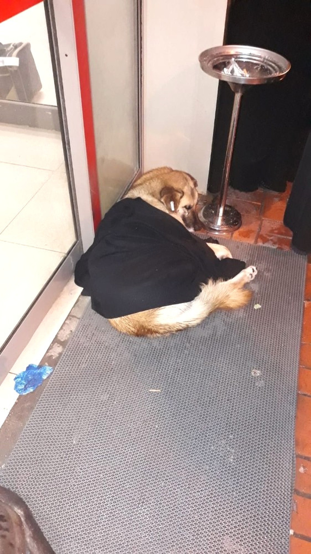 Montunu Çıkarıp Üşüyen Köpeğin Üzerine Örttü
