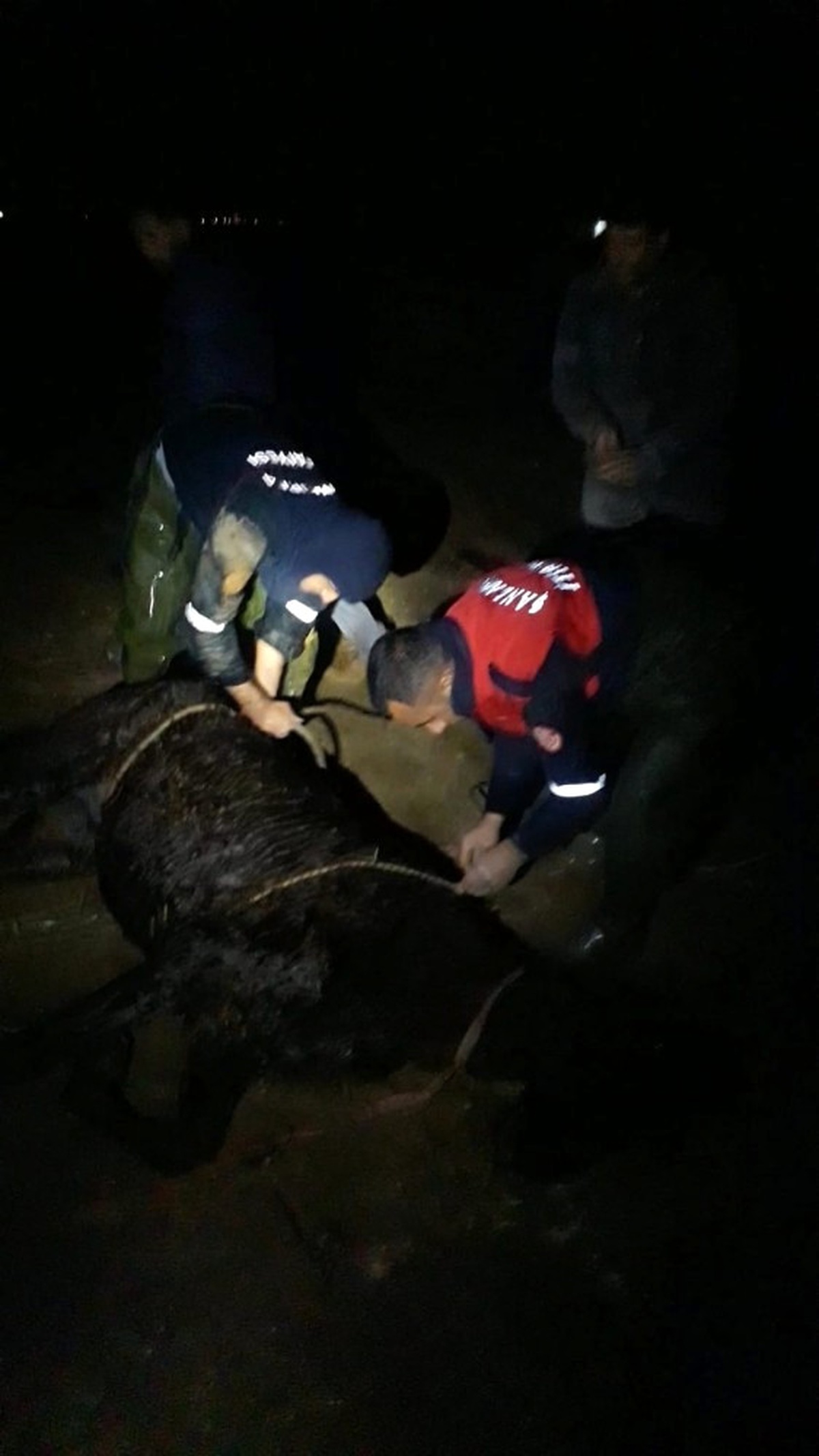 Tahliye Kanalına Düşen At İtfaiye Tarafından Kurtarıldı