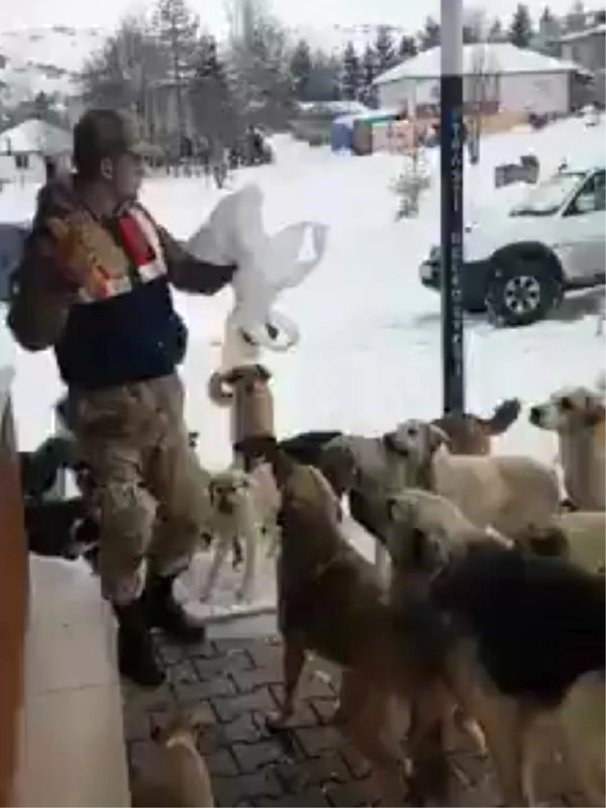 Yaylada Aç Kalan Köpekleri Jandarma Besliyor