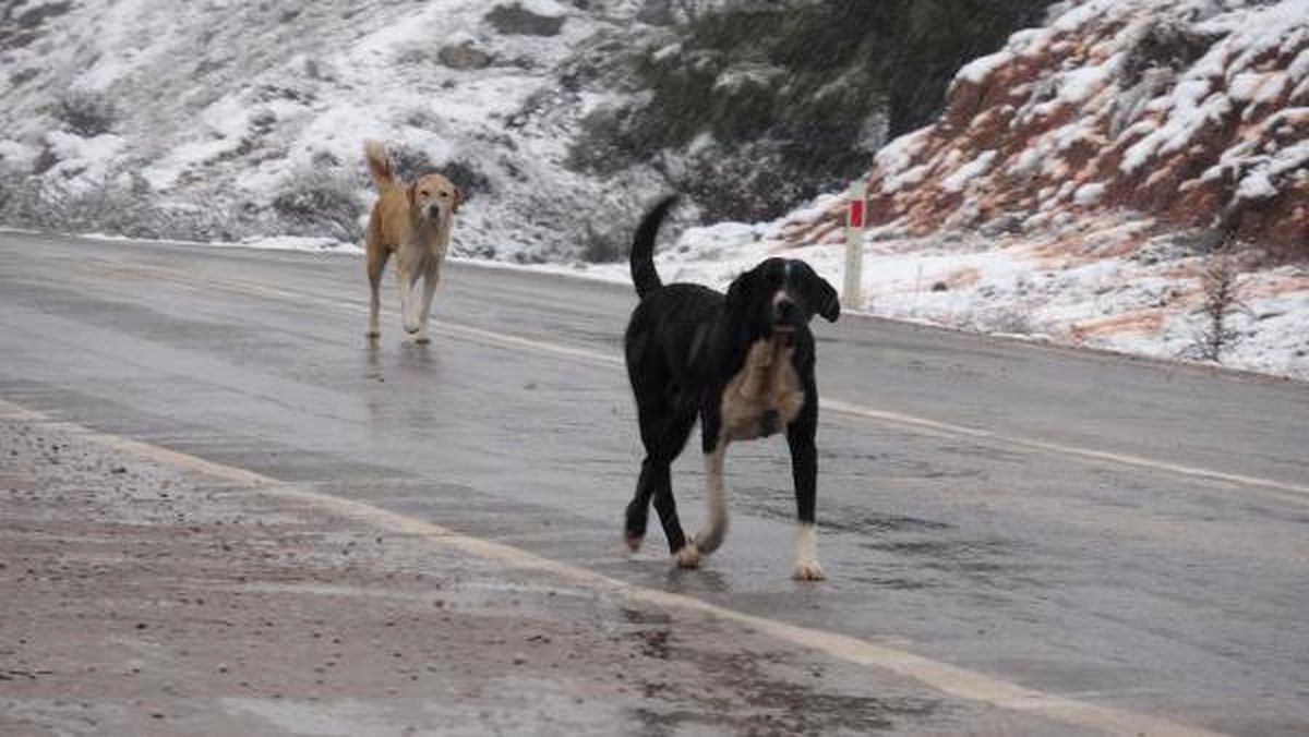 8 Yıldır Sahipsiz Hayvanları Besliyor