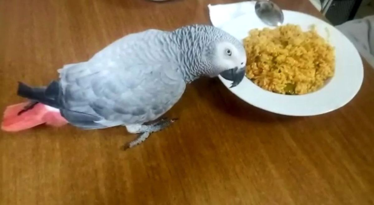 Çapkın\' Geri Gelmezse Ölecek