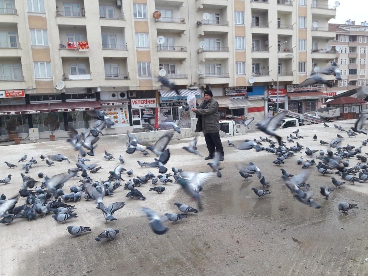 Güvercinler Renkli Görüntüler Oluşturuyor