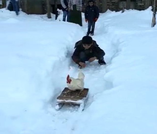 Horozun Kızak Keyfi Son Dakika