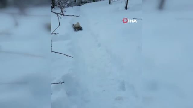 Horozun Kızak Keyfi Son Dakika