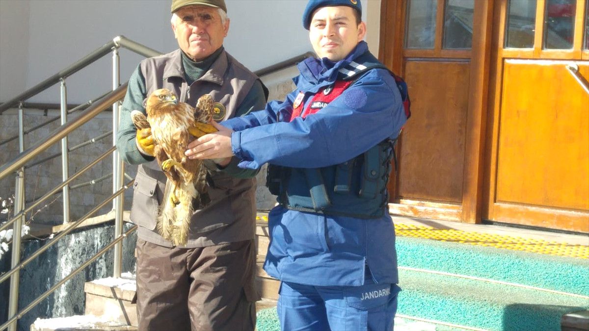 Hüyük\'te Doğada Bulunan Yaralı Kızıl Şahine Jandarma Şefkati