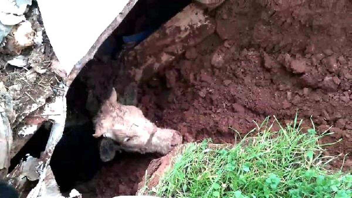 İneği Düştüğü Çukurdan İtfaiye Kurtardı