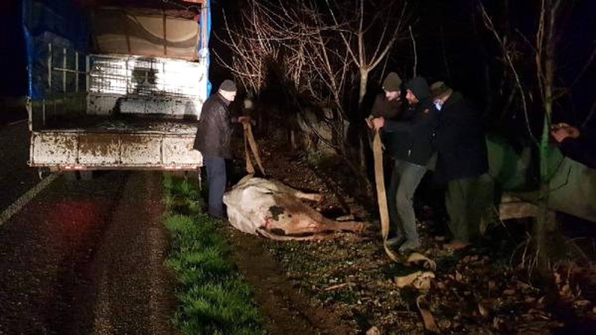 İnek, Kamyonetin Kasasından Yola Düştü