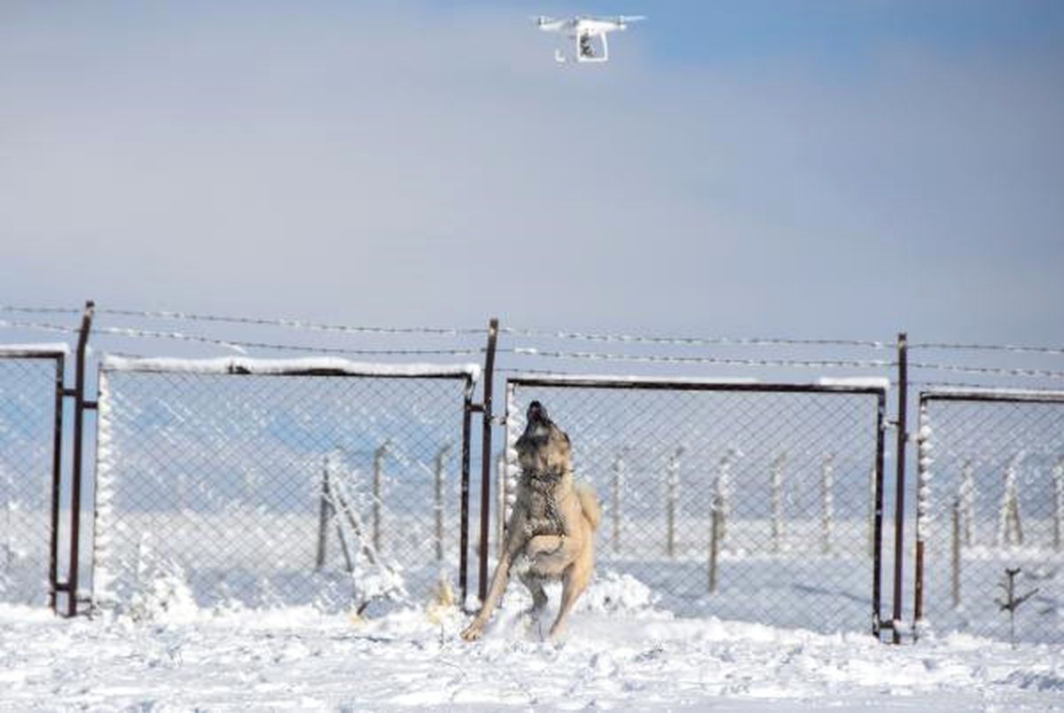 Kangal\'ın \'Drone\' Tepkisi