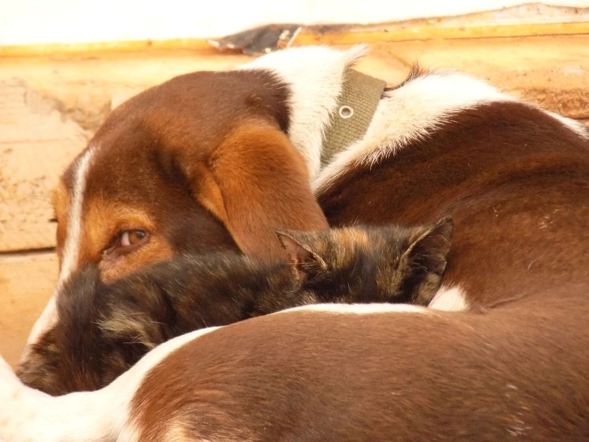 Kedi ile Köpeğin Dostluğu