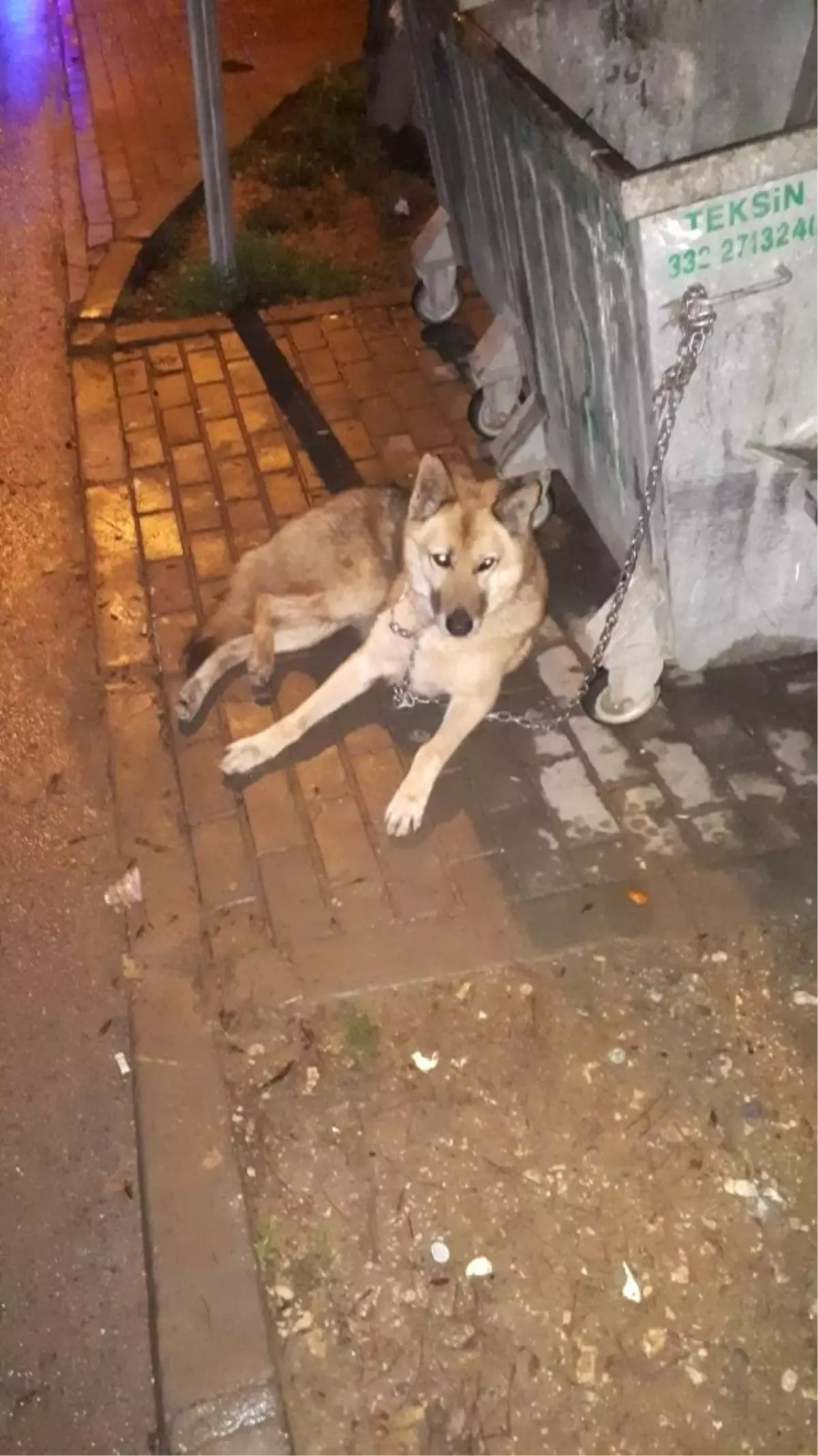 Kurt Sandılar Köpek Çıktı