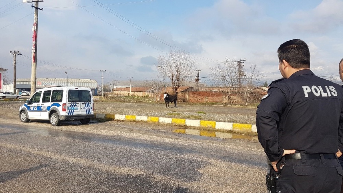 Mezbahadan Kaçan Boğa Zor Anlar Yaşattı