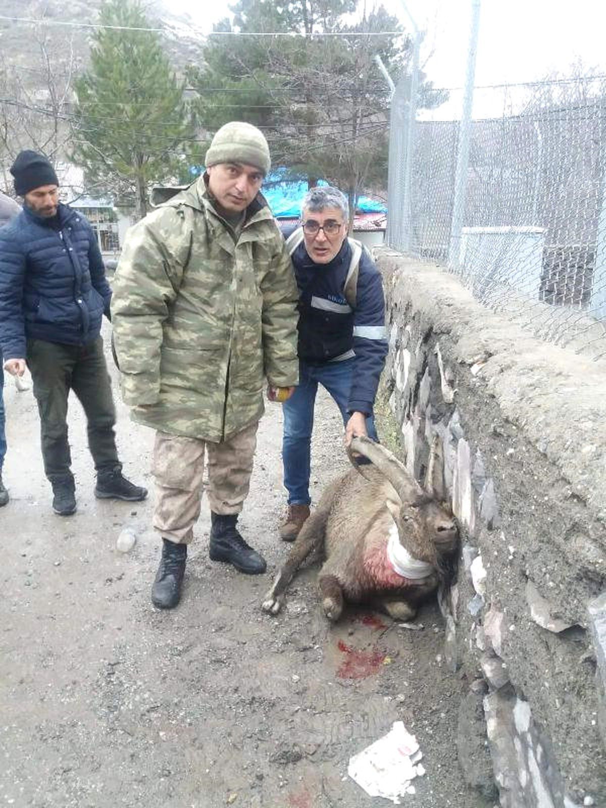 Tunceli\'de Vurulan Dağ Keçisi Kurtarılamadı