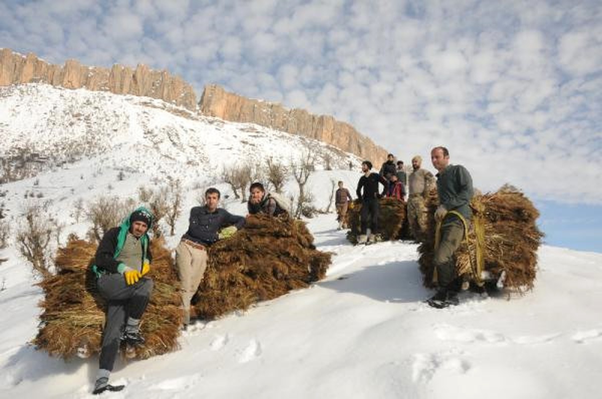 Yazın Biçiyorlar, Kışın Kızaklarla Taşıyorlar