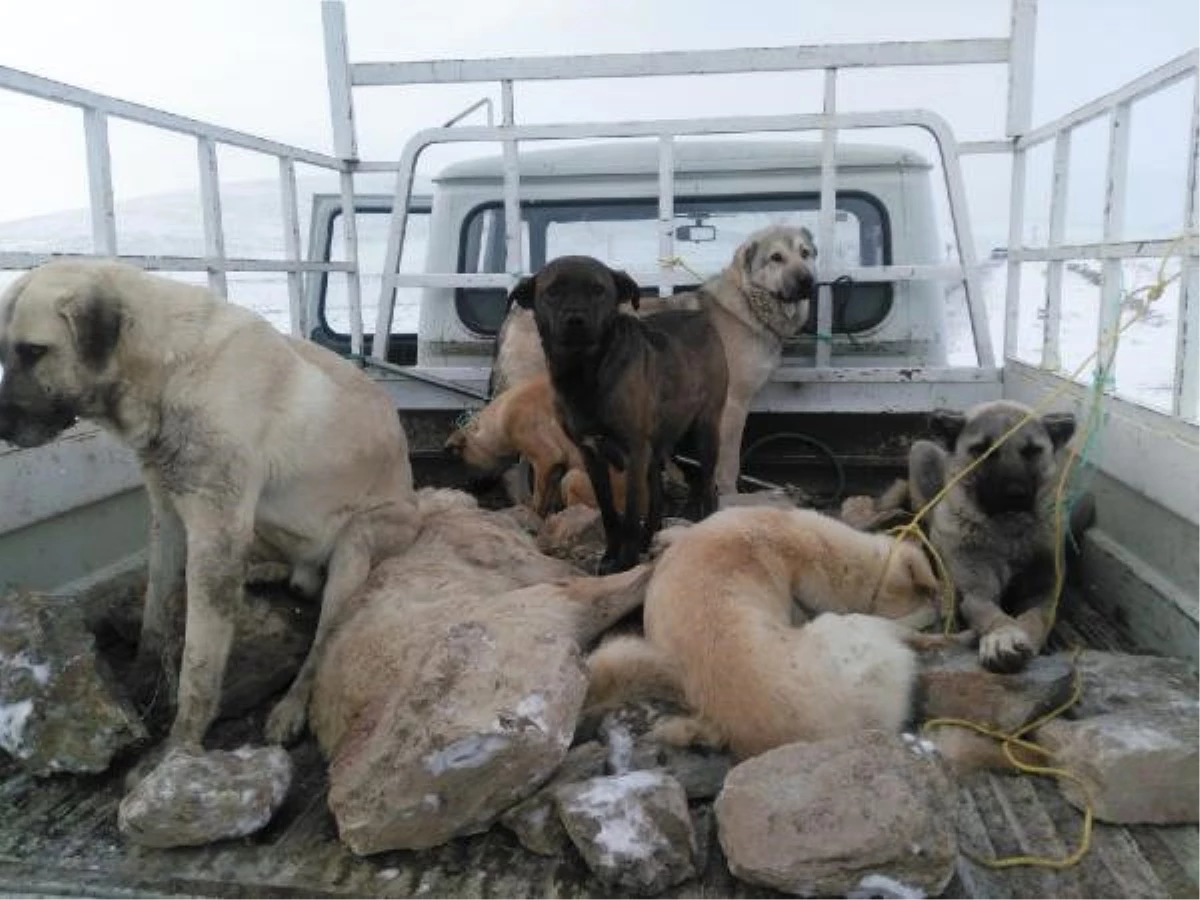 Belediye Görevlileri, Sokak Köpeklerini Boş Araziye Bırakacaktı\' İddiası