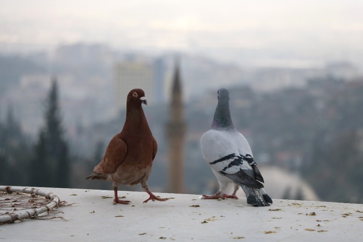 Çocuk Yaşta Beslemeye Başladığı Güvercinlerine Gözü Gibi Bakıyor
