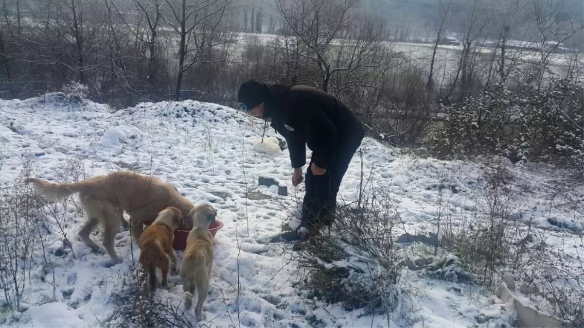 Ereğli Belediyesi Sokak Hayvanlarını Unutmadı