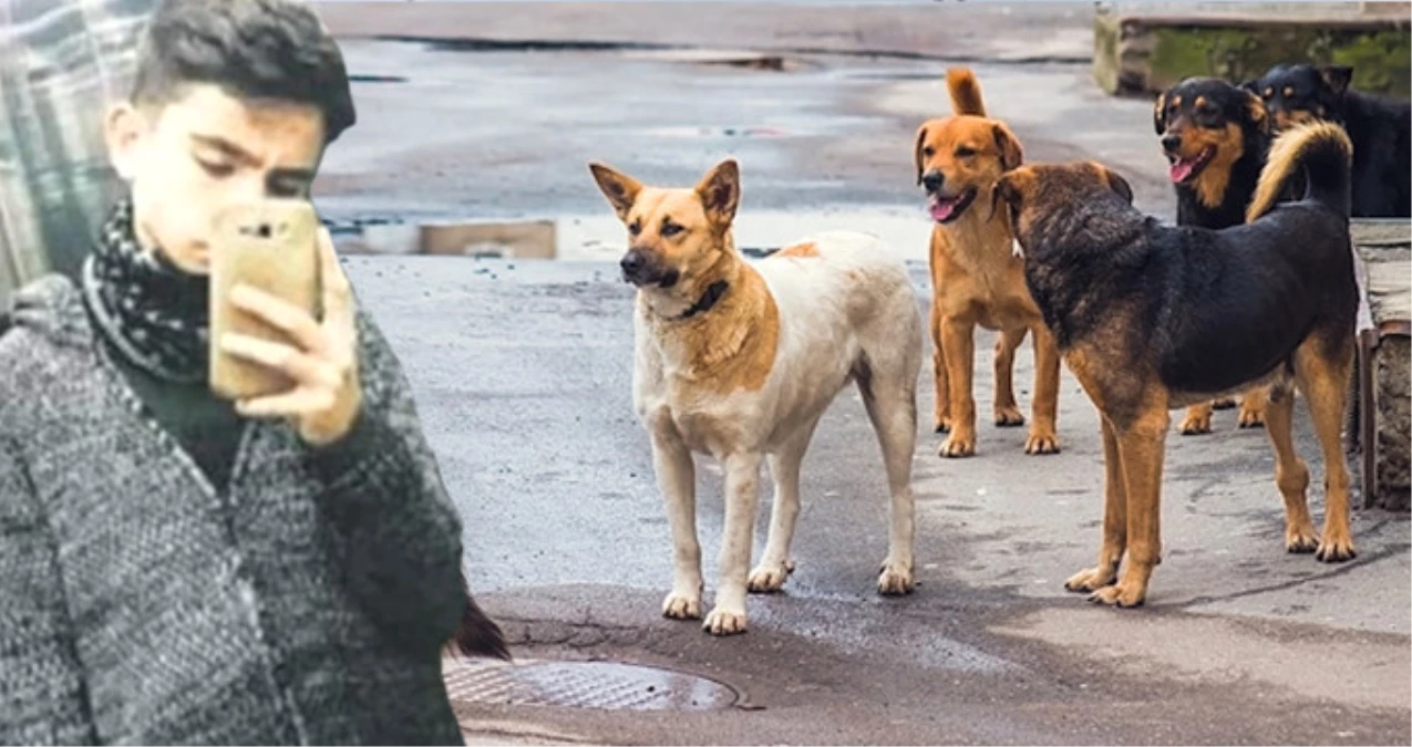 Kayseri\'de Liseli Genci Parçalayarak Öldüren Sokak Köpekleri, Dehşet Saçmaya Devam Ediyor