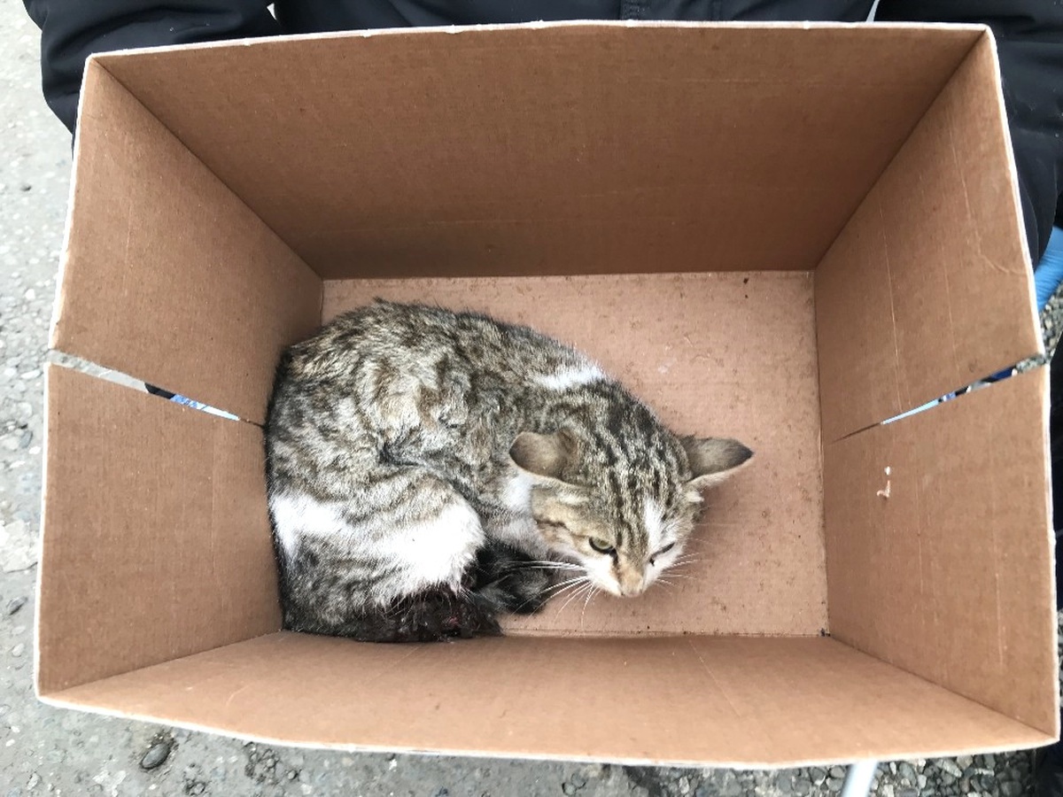 Ayakları Ezilen Kedi Tedavi Altına Alındı