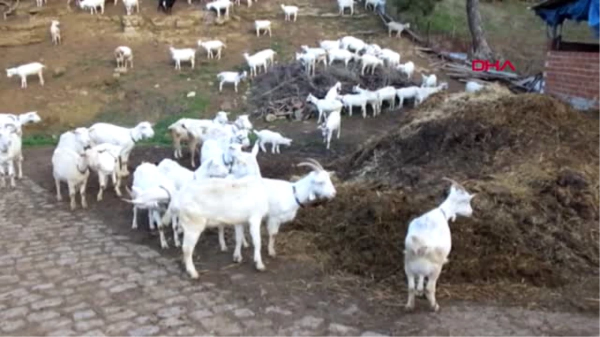 Balıkesir Saanen Keçi Melezlemesiyle Sürünün Süt Verimini Artırdı