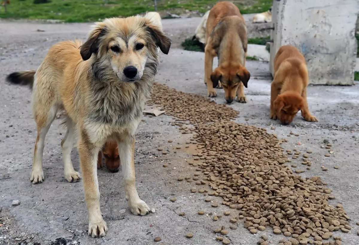 Can Dostlar Unutulmadı