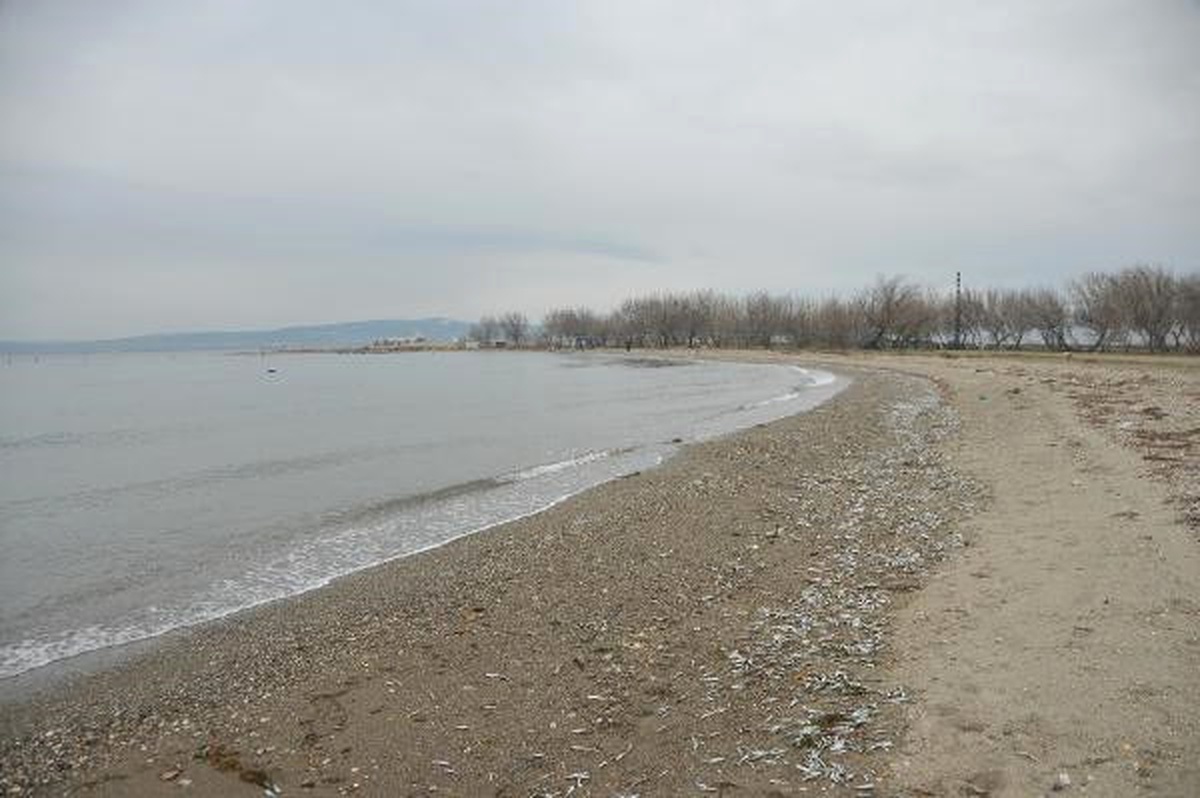 Çanakkale\'de Sahile Yüzlerce Ölü Gümüş Balığı Vurdu