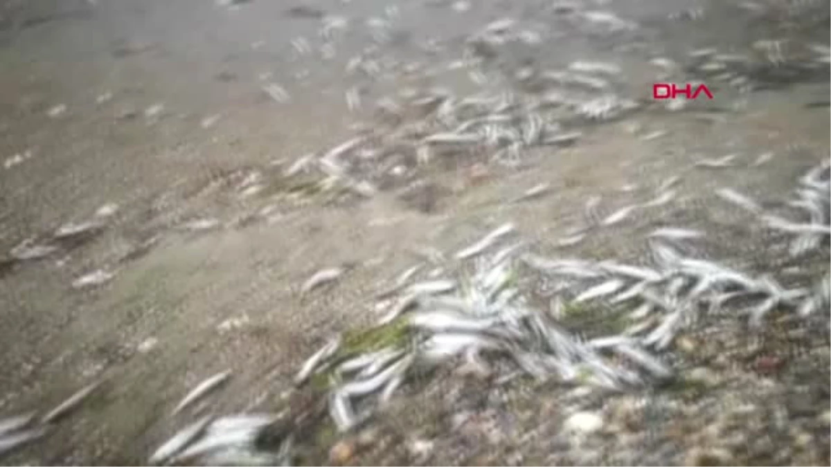 Çanakkale\'de Sahile Yüzlerce Ölü Gümüş Balığı Vurdu