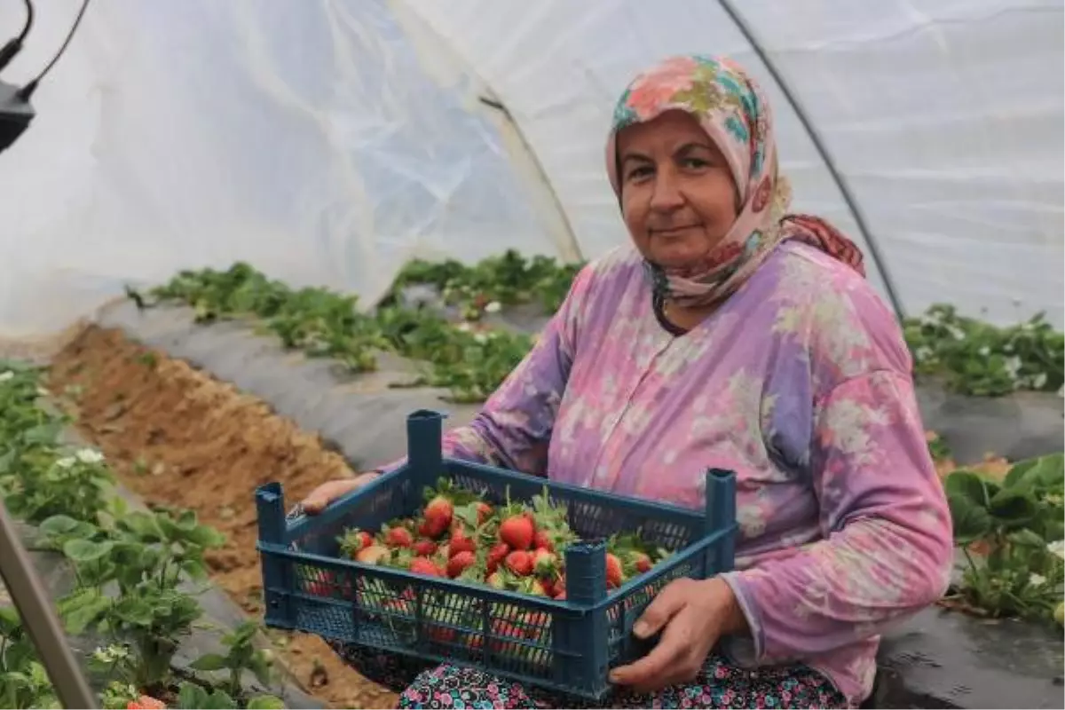 Çilek İşçileri Yevmiyeden Dertli