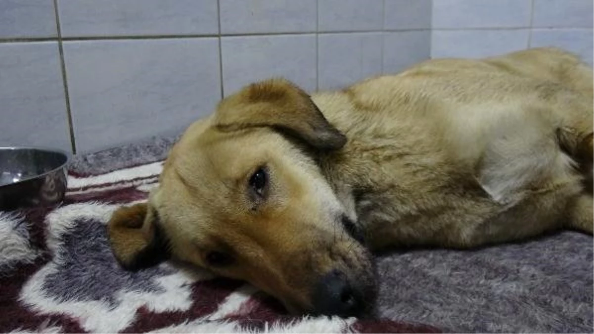 Geçen Hafta Otomobilin Çarptığı Köpek Kurtarılamadı