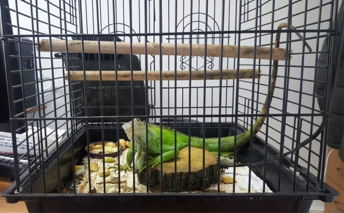 İstanbul\'da Kaçak Tarantula ve İguana Operasyonu: 12 Gözaltı