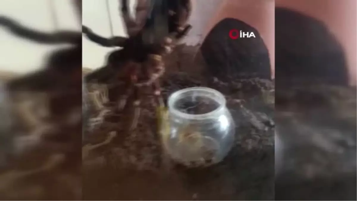 İstanbul\'da Kaçak Tarantula ve İguana Operasyonu: 12 Gözaltı