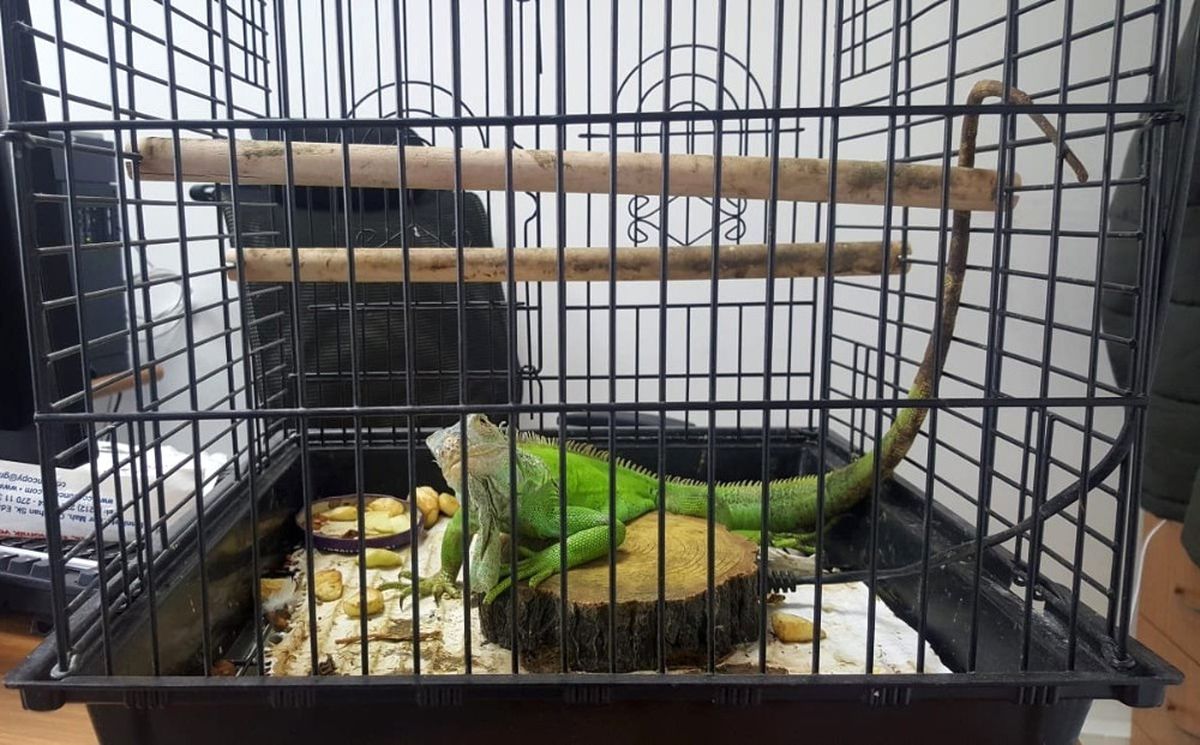 İstanbul\'da Kaçak Tarantula ve İguana Operasyonu