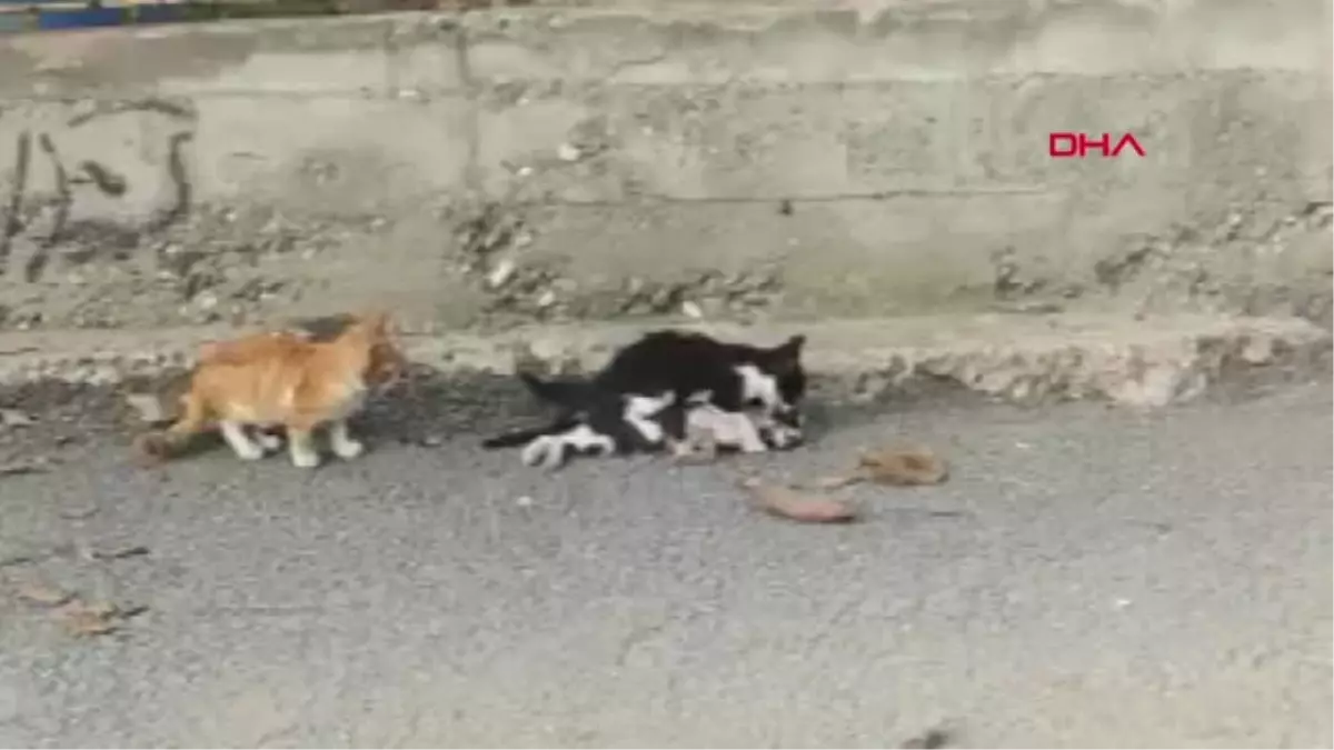 Karabük Telef Olan Kardeş Kediyi Ağzıyla Yol Kenarına Taşıdı