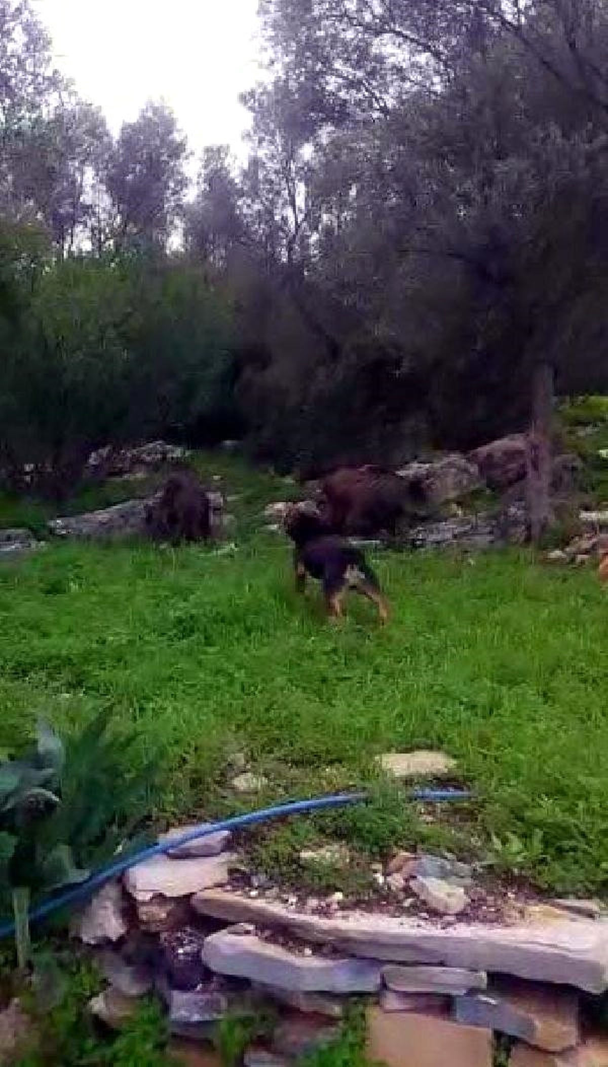 Köpeğin İki Yaban Domuzuna Karşı Mücadelesi Görüntülendi