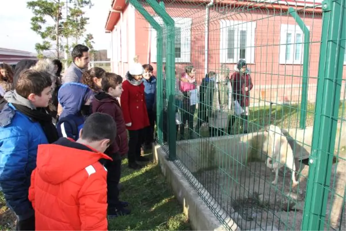 Sokak Hayvanlarının Bakımı İçin Çocuklara Özel Eğitim