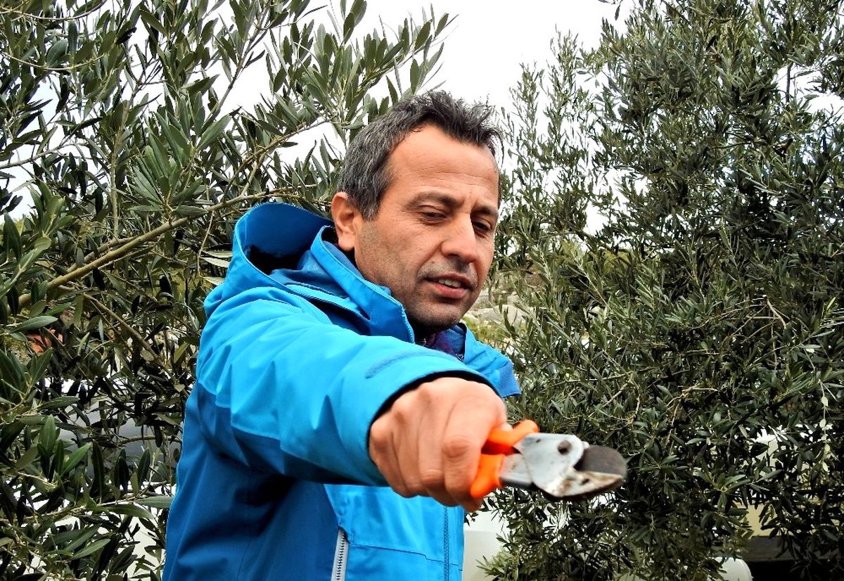Üreticilere Zeytin Ağacı Budamanın Önemi Anlatıldı
