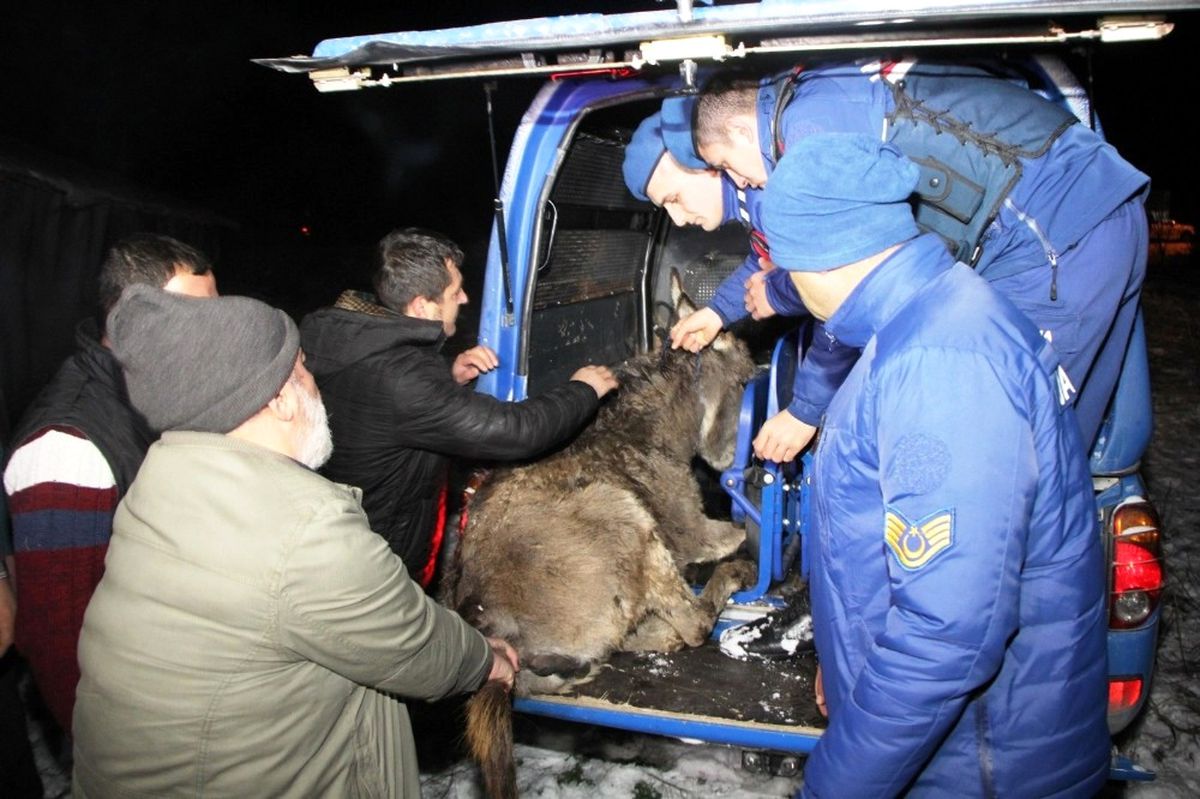 Yaralı Eşeğe Jandarma Sahip Çıktı