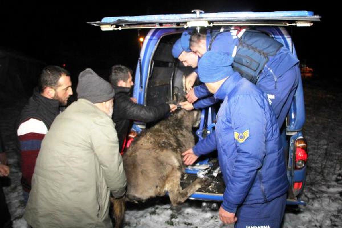 Yaralı Eşek Donmak Üzereyken Bulundu