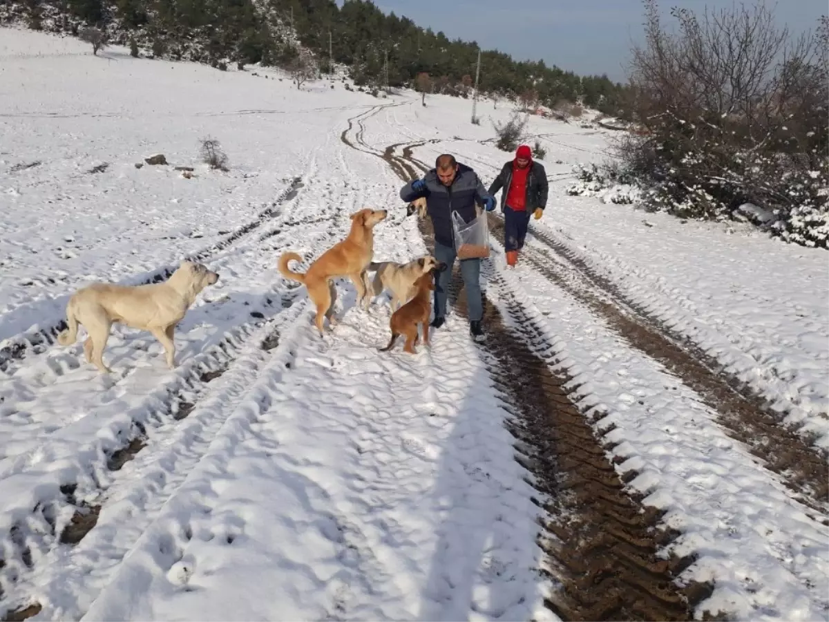 Başıboş Köpekleri Eksi 13 Derecede Ormanlık Alana Bıraktılar