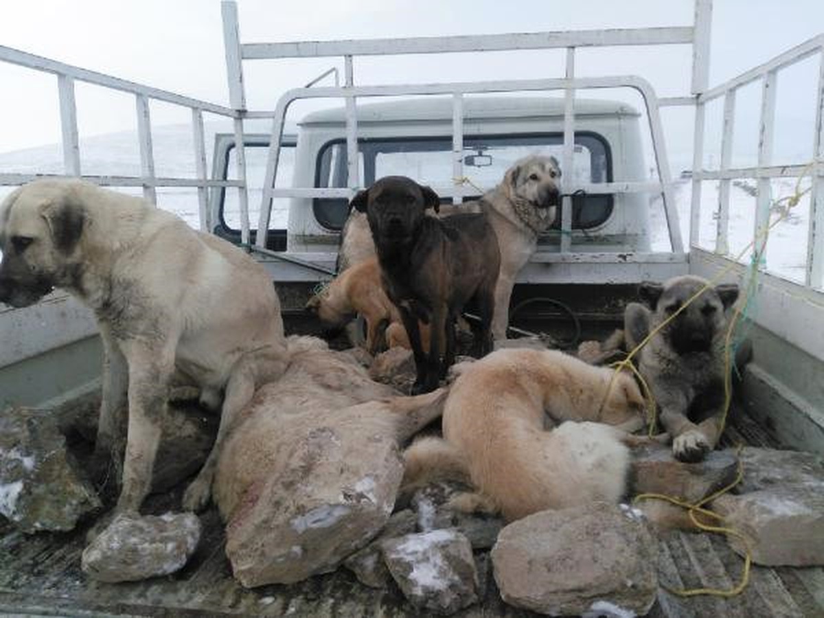 Belediyenin Topladığı \'Kayıp Köpekler\' İçin Soruşturma