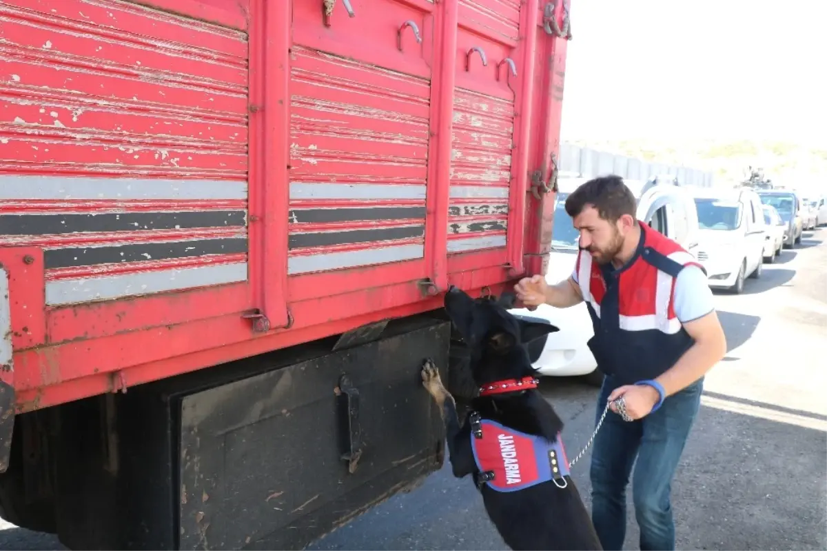 Bingöl\'de Jandarma 148 Faili Meçhul Olayı Aydınlattı, 198 Kişi Tutuklandı