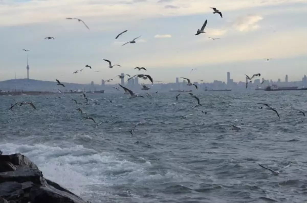 İstanbul\'da Lodosta Martıların Dalgalarla Dansı