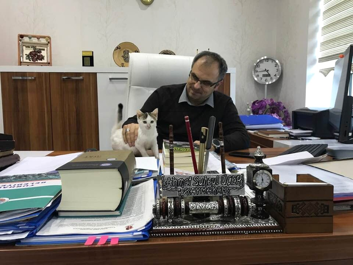 Kaymakam Masasında Sokak Kedisinin Keyfi Objektiflere Yansıdı