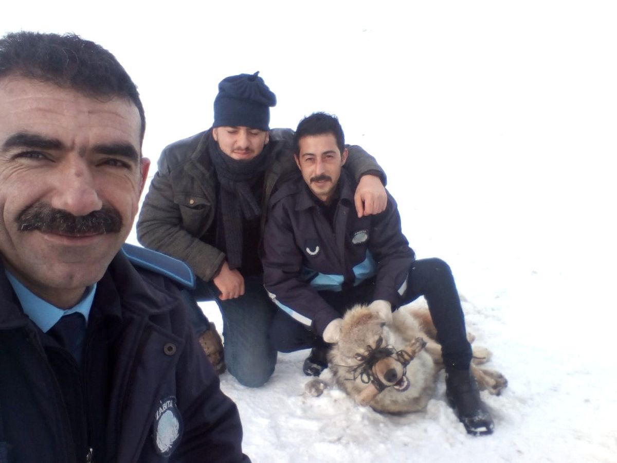 Köylülerin Yakaladığı Kurt, Kaymakamın Girişimleriyle Doğaya Bırakıldı