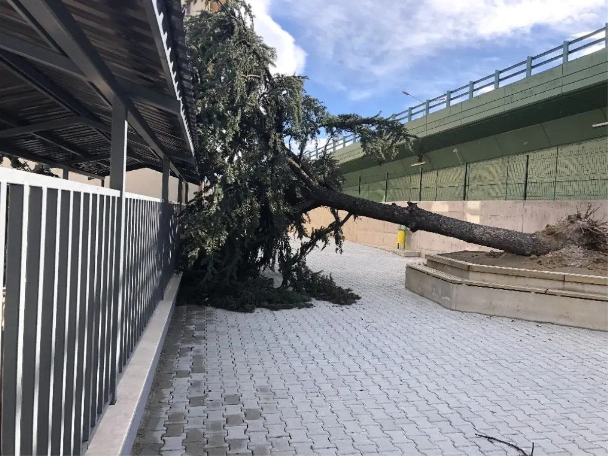 Lodos Okul Bahçesindeki Ağacı Devirdi