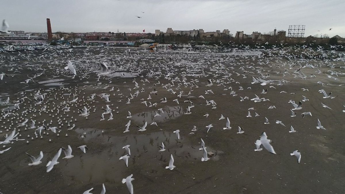 Lodostan Sebebiyle Uçamayan Martılar Otoparka Sığındı