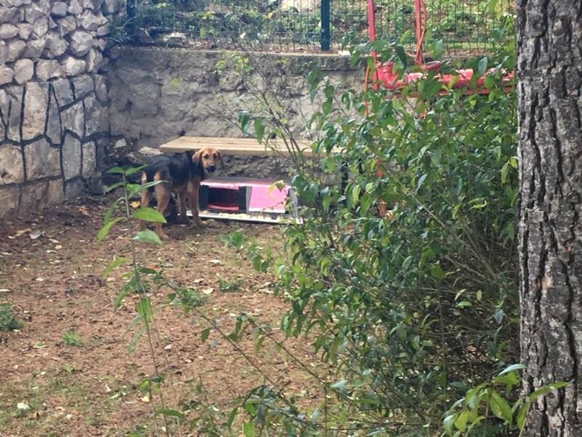 Minik Öğrenciler Sokak Hayvanları İçin Kulübe Yaptılar