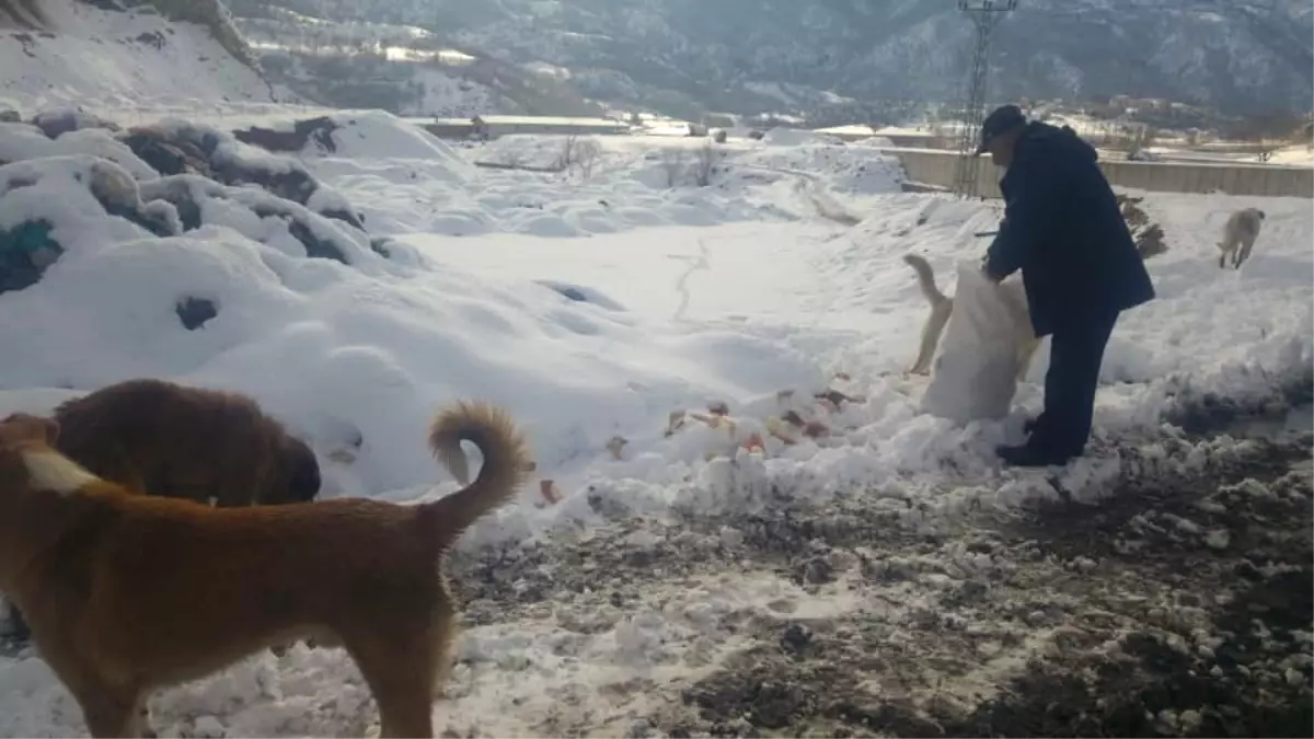 Reşadiye Belediyesi Sokak Hayvanlarını Unutmadı