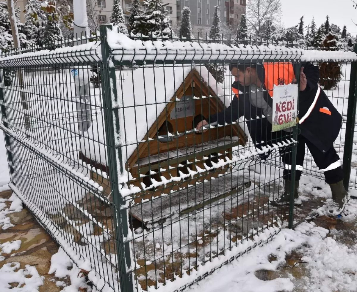 Selçuklu Belediyesi Soğuk Havada Sokak Hayvanlarını Unutmadı